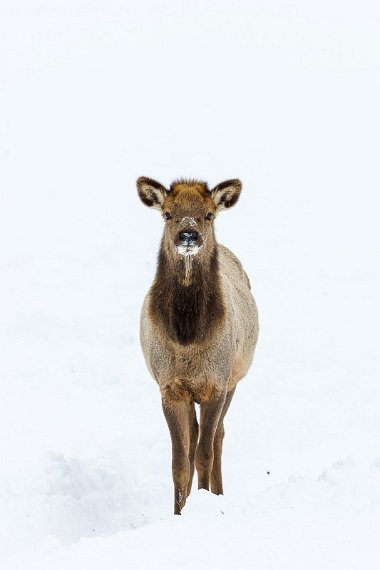 15 National Elk Refuge, wapiti.jpg